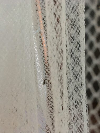 Photo of a white bed net with a mosquito resting on the net