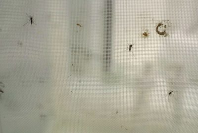 Three mosquitoes resting on the wall of a mesh fabric